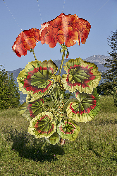 Where The Wild Things Roam, Geranium